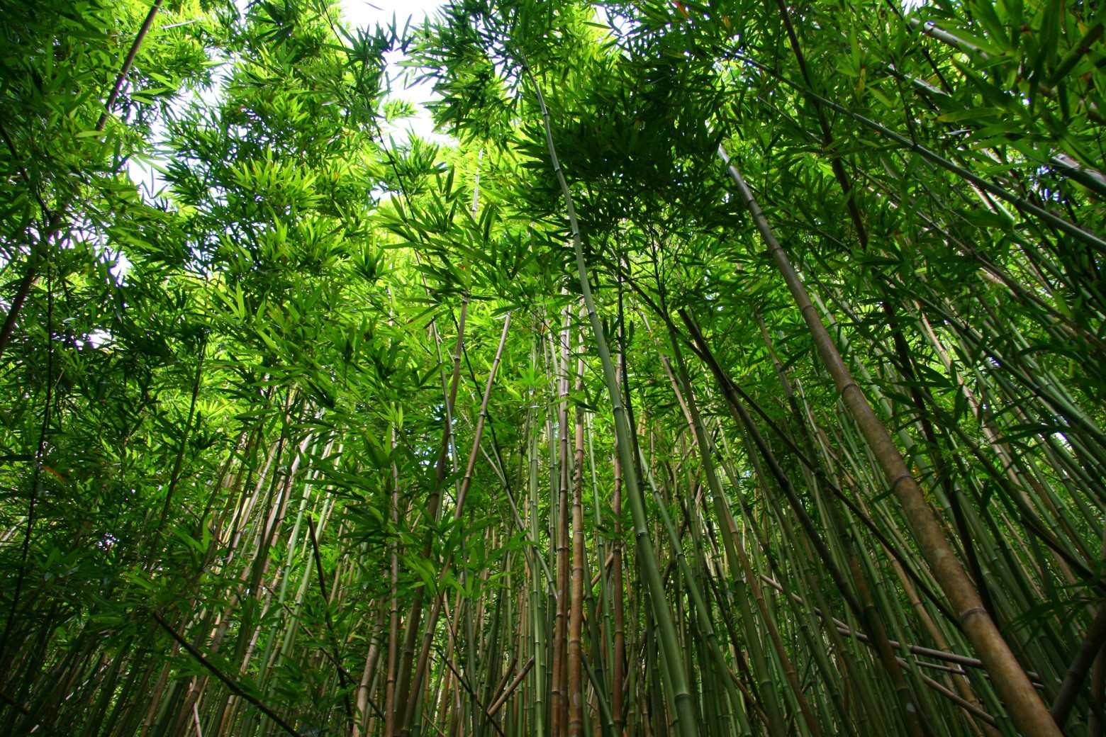 forêt-bois-de-bambou-vert-images-photos-gratuites-libres-de-droits-1560x1040